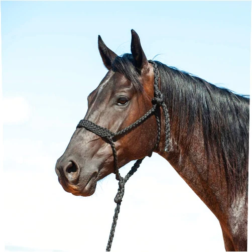 Cashel Flat Braid Halter and Leadrope