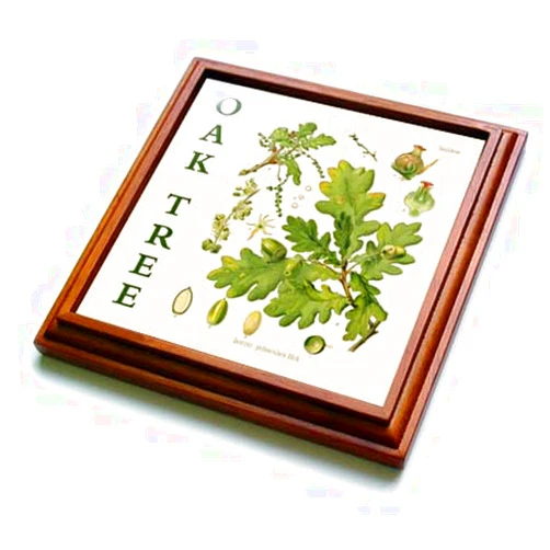3dRose Oak Tree Parts Vintage Nature Art - Woods Forest Woodland Theme... - Trivets (trv-365438-1)