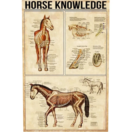 CSQMHQZ Horse Knowledge Metal Tin Sign Anatomy Of A Horse Fun Poster Club Fitness Kitchen Bathroom Living Room Home Art Wall Decoration Plaque Gift