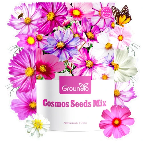 Groundio Cosmos Seeds Wildflower Mix 1 Oz, Over 3,000+, 4 Varieties Flowers Seeds for Planting (Radiance, Purity, Pinkie, Picotee), Open Pollinated Bulk