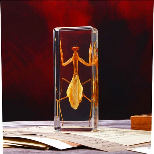 ABURRORI Taxidermy Praying Mantis Insect in Resin, 4.3 x 1.7 x 1.1 inches Real Bug Praying Mantis Specimens Animal in Resin Paperweights Specimen for Classroom Science Education Desk Decor (Praying Mantis)