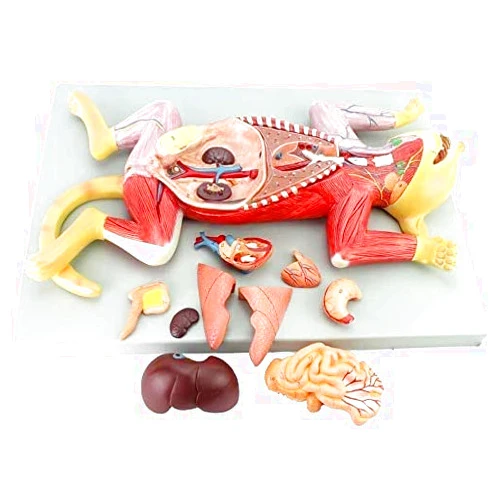 FMOGGE Cat Skeleton & Anatomy Model Kit - Animal Anatomical Model cat Model - Separate into 10 Parts Animal Anatomical Model - for Medical Educational Training