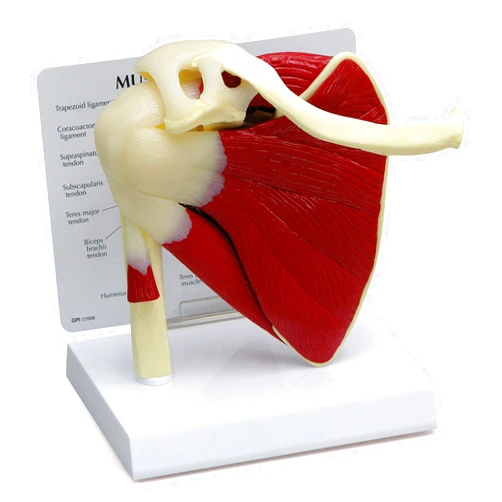 GPI Anatomicals - Muscled Shoulder Model, Right Shoulder Joint with Muscles Model for Human Anatomy, Physiology Education, Anatomy Model for Doctor's Office and Classrooms, Medical Learning Resources