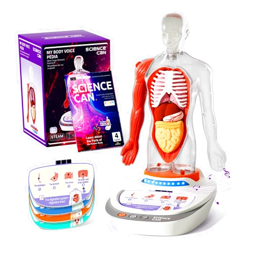 Science Can Human Body Model for Kids, Interactive Human Anatomy Talking Model - 11 Inch Realistic Anatomical Assembly Kit 15PCS Removable Parts and Guide STEM Educational Toys for Kids Aged 6+ Gifts