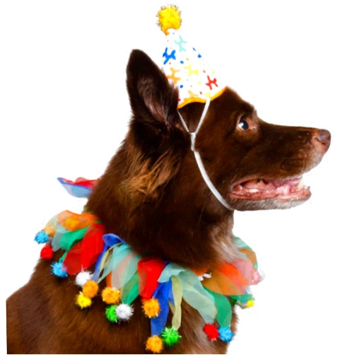 PET KREWE UNLEASH THE PARADE Pet Krewe Dog Clown Costume Happy Birthday Hat & Collar Outfit | 1st Bday Party, National Cat Day, Photo Shoots & Celebrations | Doggie & Puppy Clothes | Ideal Gift for Small, Medium & Large Pets