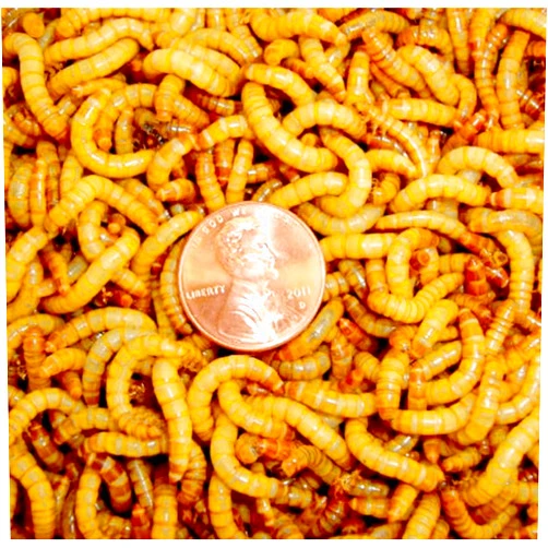 Surmen Legacy Bulk Live Mealworms - 2000 Count Bird Predator Foods