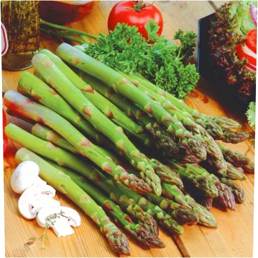 Nianyan Jersey Knight Hybrid Asparagus 10 Bare Root Plants