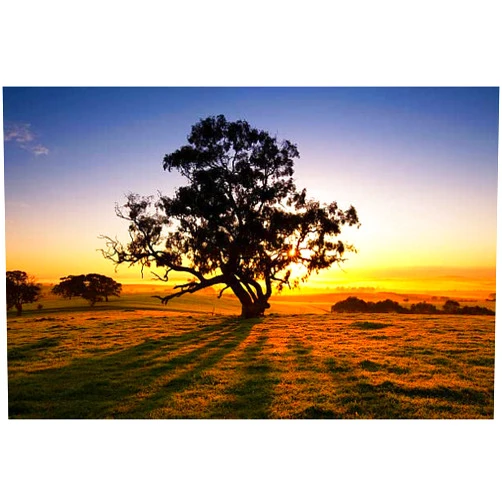 KASDBOPA CLASSIC VINTAGE DECORMeadow Dawn Sun rises over the Clare Valley, South Australia beautiful landscape stock pictures Wall Art Decor Tin Sign-8x12inch