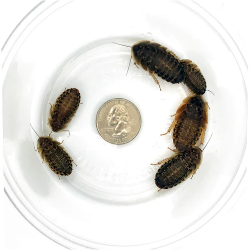 DubiaRoaches 100 Large Dubia Roaches