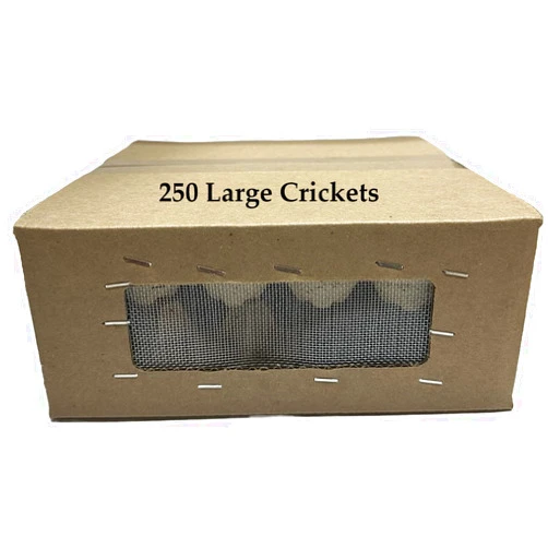 BASSETT'S CRICKET RANCH 250 Large (1