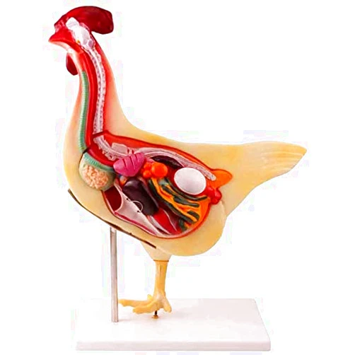 KJLYLPP Anatomical Model of Chicken, Animal Anatomy Anatomical Model of Organ Detachable Chicken Chicken Simulation Model for The Studio Display Model Teaching Materials