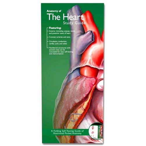 Anatomical Chart Company's Illustrated Pocket Anatomy: Anatomy of The Heart Study Guide