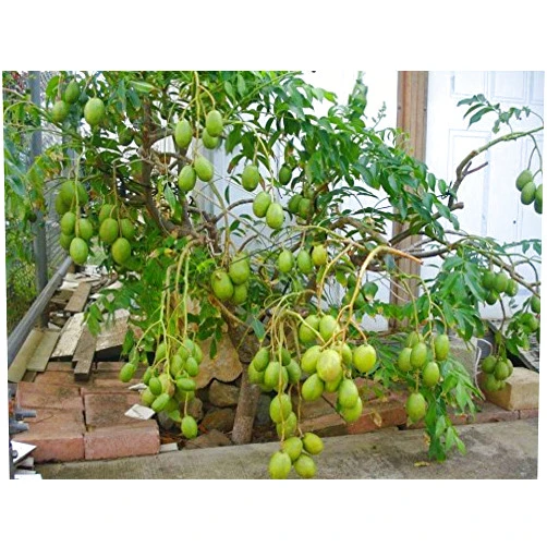 9EzTropical June Plum Tropial Fruit Trees - 3 Feet Tall - Ship in 3 Gal Pot