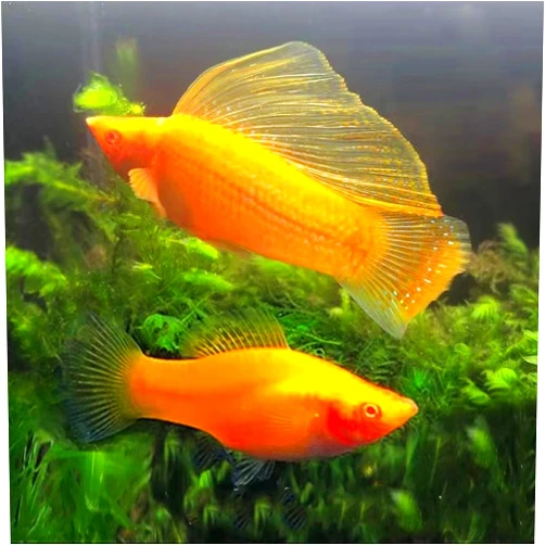 Fitfuion Gold SAILFIN Molly 2 Fish Pack - Aquarium Fish Tank Live Fish - Tropical Freshwater Live Fish, Live Ornamental Fish, Live Pet Fish, Small Live Freshwater Fish Buy Live Fish, twl-sz-0051