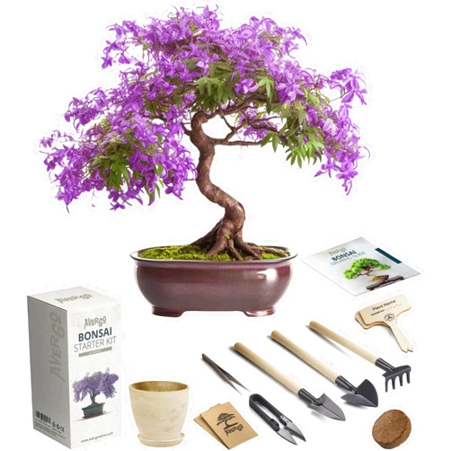 AVERGO Bonsai Starter Kit – 1x Jacaranda Bonsai Tree | Complete Indoor Starter Kit for Growing Plants with Tools & Planters – Gardening Gifts for Women & Men