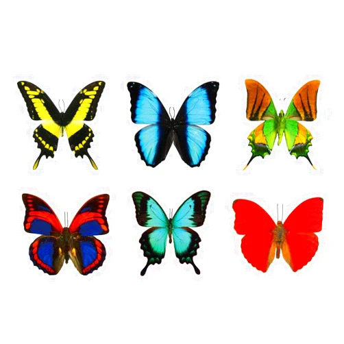 Butterfly Utopia Large Butterfly Temporary Tattoos by Butterfly Utopia (12 Sheets)
