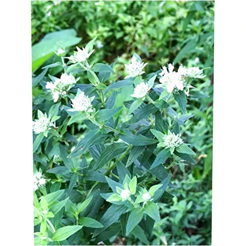 Smoke Camp Crafts Mountain Mint Seeds (Pycnanthemum tenuifolium) 1000 Seeds (0.1 Grams)