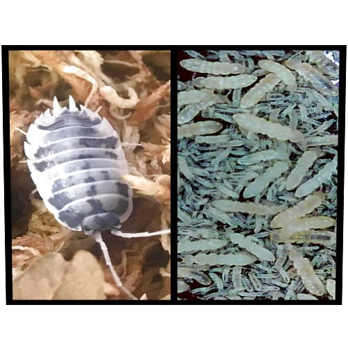 Critters Direct Dairy Cow Isopods (Qty-10) & Springtails (8 oz Seeding Cuture) Combo Package, for Amphibian/Reptile/Invertebrate Bioactive Habitats
