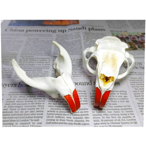 Yllxyr.Asahi 1/3/5/10 Pieces Nutria specimens Scientific Educational Supplies Animal Specimen Animal Skull (5pcs)