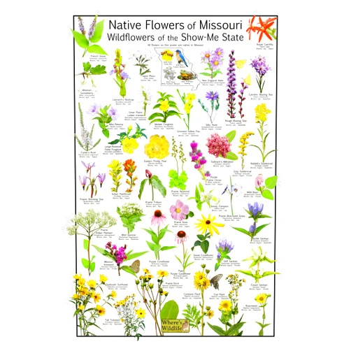 Where's Wildlife Native Wildflowers of Missouri - Wildflowers of the Show-me State - A Visual Guide to 43 Native Wildflowers - Native Pollinator Plants (8