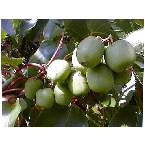 Hirt's Gardens Hirt's Hardy Meader Kiwi Plant - Actinidia - Male - Tasty! - 2.5