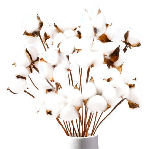 DomeStar Cotton Stems, Natural Dried Cotton 8 Packs Total 15 Bolls Cotton Sprigs Cotton Blooms Floral Stems for Vase Fillers