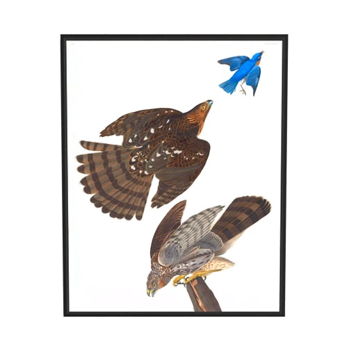 HomeArtPrint Stanley Hawk Art Print Poster, Falcon, Hawk, Eagle Drawing, Birds of Prey Vintage Painting, Wall Art Birds Decoration (Stanley hawk (1827–1838) John James Audubon, 11x14 inches + (Black Frame))