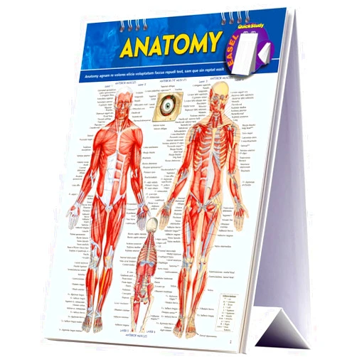 Vincent Perez Anatomy Easel Book: a QuickStudy Reference Tool (Quick Study Easel)