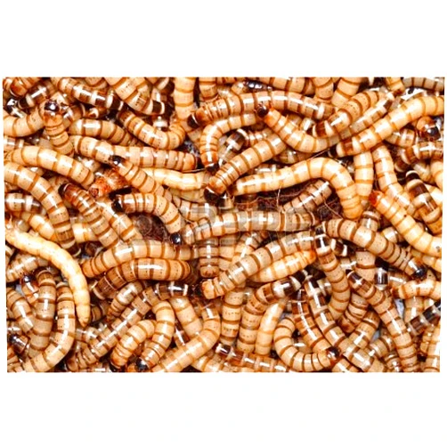 Animal Specialties Superworms 100 - Animal Specialties Brand - Live Superworms Kingworms