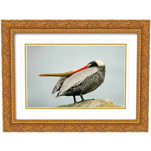 ArtDirect Morris, Arthur 18x15 Gold Ornate Framed and Double Matted Museum Art Print Titled CA, La Jolla Brown pelican performs behavior