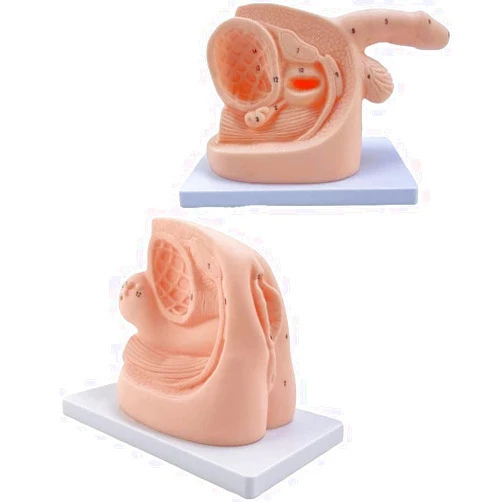 ZAIED 2Pcs Male and Female Catheter Anatomy Teach Set,Urinary Catheterization Model Internal and External Genital Anatomy Model and Urinary Catheter Mold for Clinical Teaching
