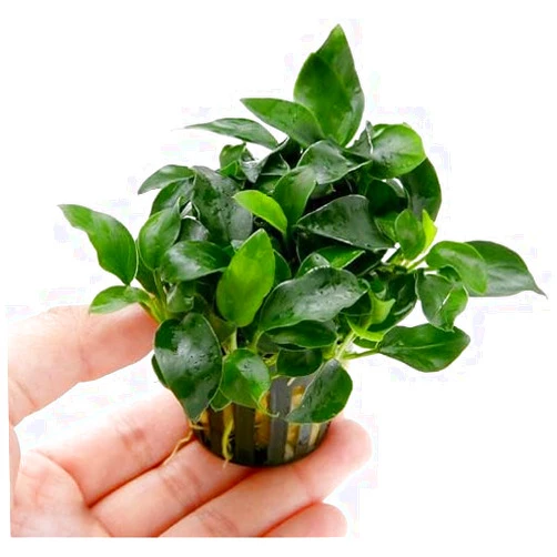 Marcus Fish Tanks Anubias Nana Petite Live Aquarium Plants Potted Freshwater Auatic Plant Buy 2 Get 1 Extra