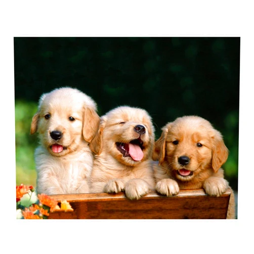 AMERICAN LUXURY GIFTS Lab Puppy Triplets - Animal Wall Decor, Adorable Wall Art Photo Print is Perfect Addition to Your Home, Office, Nursery & Kids Room Decor. Great Gift for Dog & Cuteness Lovers! Unframed - 10x8