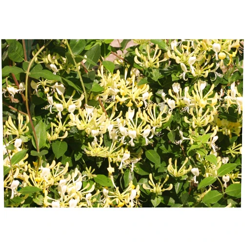 Hirt's Gardens Scentsation Honeysuckle - Proven Winner - Lonicera - Very Fragrant - 4