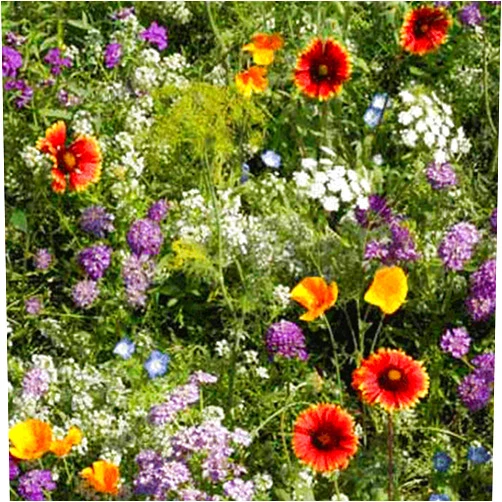 Mountain Valley Seed Company Low Growing Wildflower Seed Mix - 4 g Packet ~6000 Seeds - Mix of Annual & Perennial Wild Flower Garden Seeds
