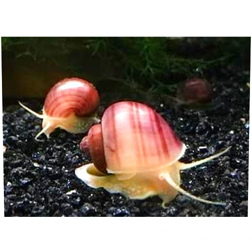 Shore Aquatic LLC LLC Mystery Snail Magenta 3PK (Pomacea Bridgesii) with Java Moss - Live Freshwater Snails Insulated Priority Mail