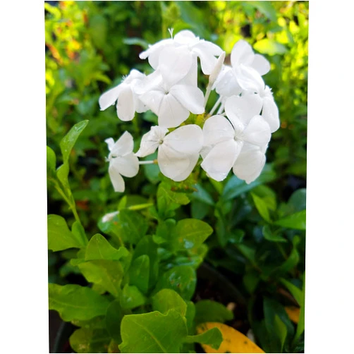 Sandys Nursery Online Fast Growing Perennial Shrub, Plumbago auriculata, White Cape Leadwort, 4 Inch Pot