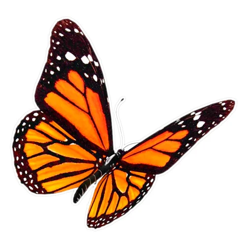 Vision Graphics Monarch Butterfly Sticker Bumper Sticker Vinyl Decal 5