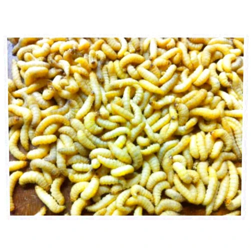 Unknown 500 Live Wax Worms Bee Moth Live Bait Ice Fishing Reptile Gecko Food waxworms
