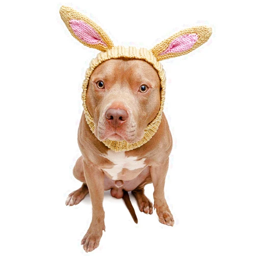 Zoo Snoods Jack Rabbit Dog Costume, Large - Warm Ear Wrap Hood for Pets, Dog Easter Outfit with Rabbit Ears, Soft Yarn Ear Covers for Winters, Halloween, Christmas & New Year