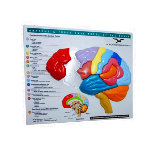 W. W. Norton & Company Brain Model & Puzzle: Anatomy & Functional Areas of The Brain