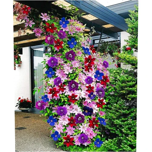 Zeoust Loife 100 Pcs Climbing Clematis Vine Seeds for Planting Purple Red Blue Mix Colors Clematis Plants - Large Blooms Perennial Flowers Vines Seeds to Plant Outdoors (Clematis)