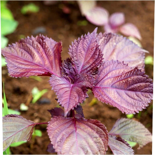 Hannah Garden 2600 Seeds AKA SHISO Japanese Red Perilla herb Seeds;