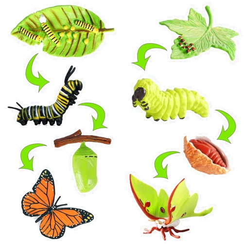 iftnotea 8PCS Monarch Butterflies Life Cycle Toy Figurines for Kids with Actias Ningpoana Figure - Caterpillar to Butterfly Kit Growth Montessori Toy for 3 4 5 6 Years Old