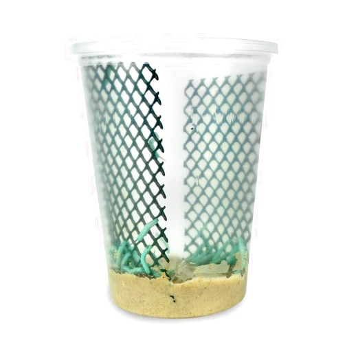 Oregon Silkworms Live Hornworms 25-30 ct.