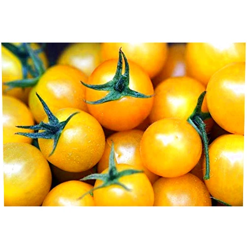 Golden Sweet Cherry Tomato High yields of Small Yellow Cherry Tomatoes Good(25 - Seeds)