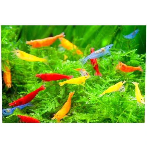Swimming Creatures™ 10 Mixed Color Standard Grade Neocaridina Freshwater Aquarium Shrimp Live