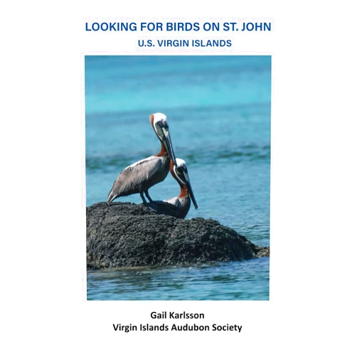 Gail Karlsson Looking For Birds On St. John, U.S. Virgin Islands